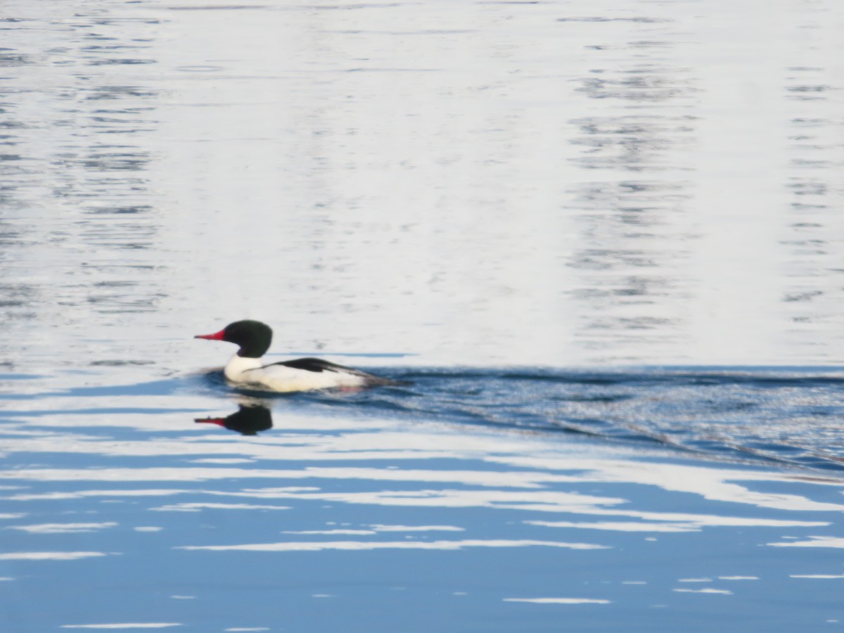 Common Merganser - ML425741711