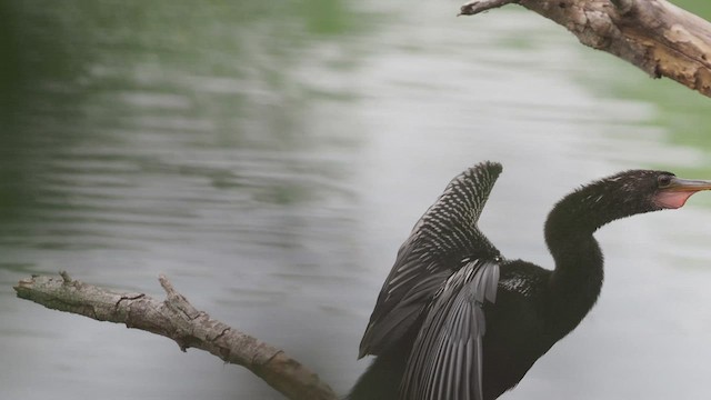 Anhinga - ML425742111