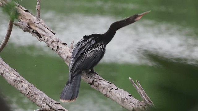 Anhinga - ML425742141