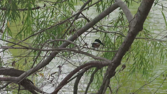 Green Kingfisher - ML425742231