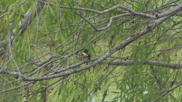 Green Kingfisher - ML425742241