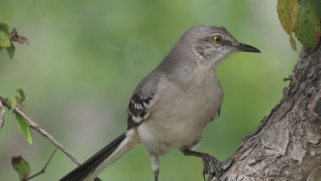 Northern Mockingbird - ML425742381