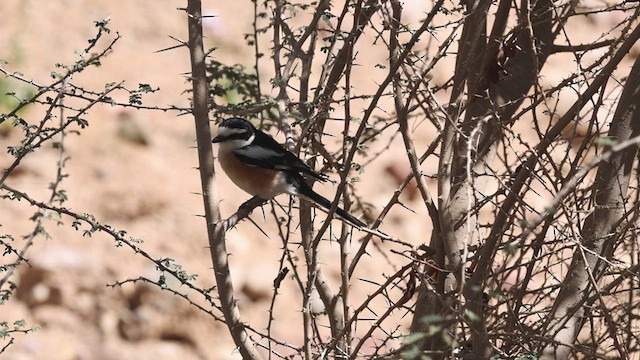 Pie-grièche masquée - ML425742871