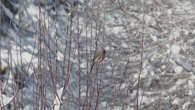 ørkenkardinal - ML425742881