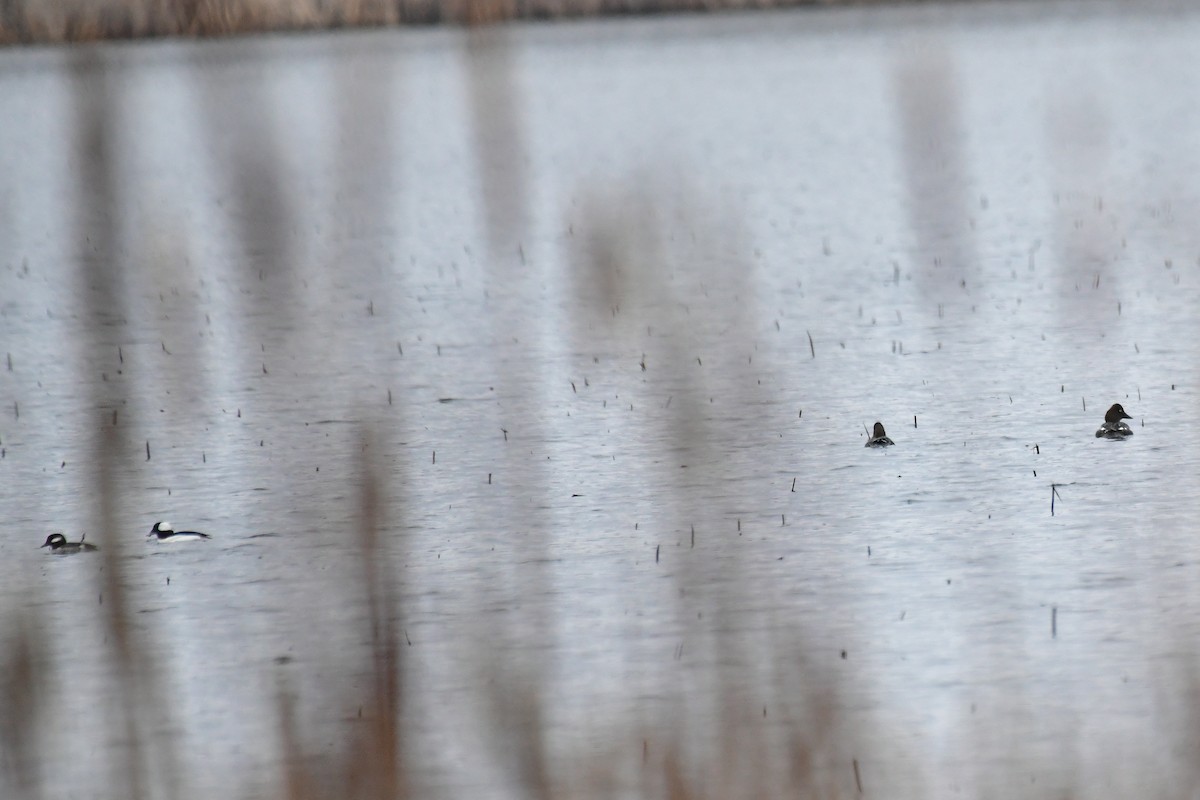 Bufflehead - ML425743321