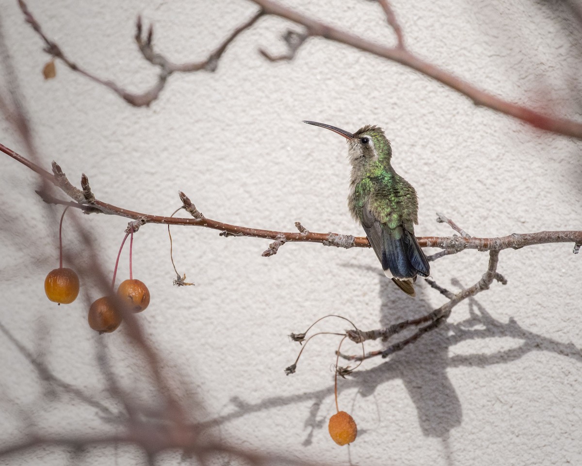 Broad-billed Hummingbird - ML42574661