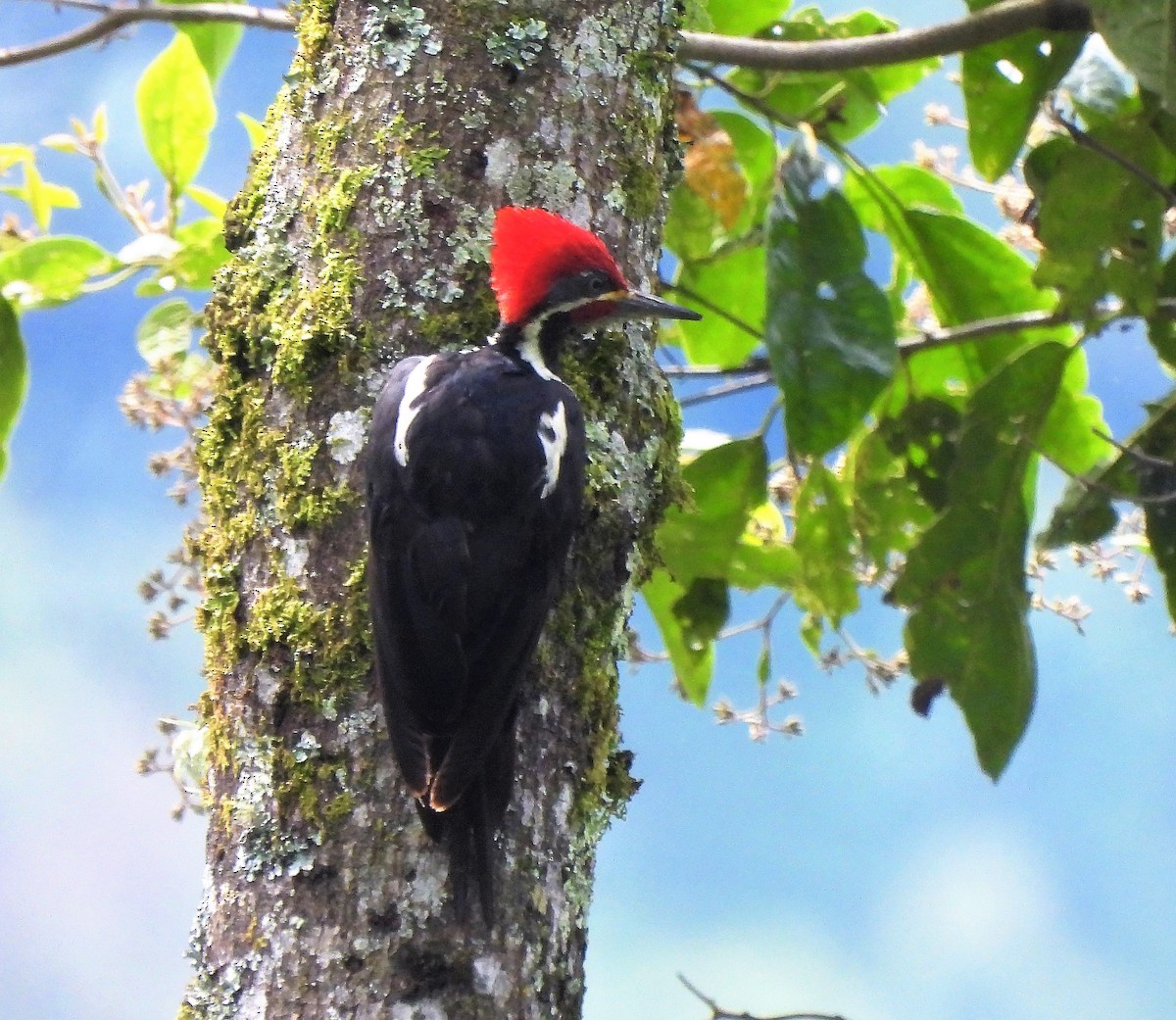 Lineated Woodpecker - Teresita Varon