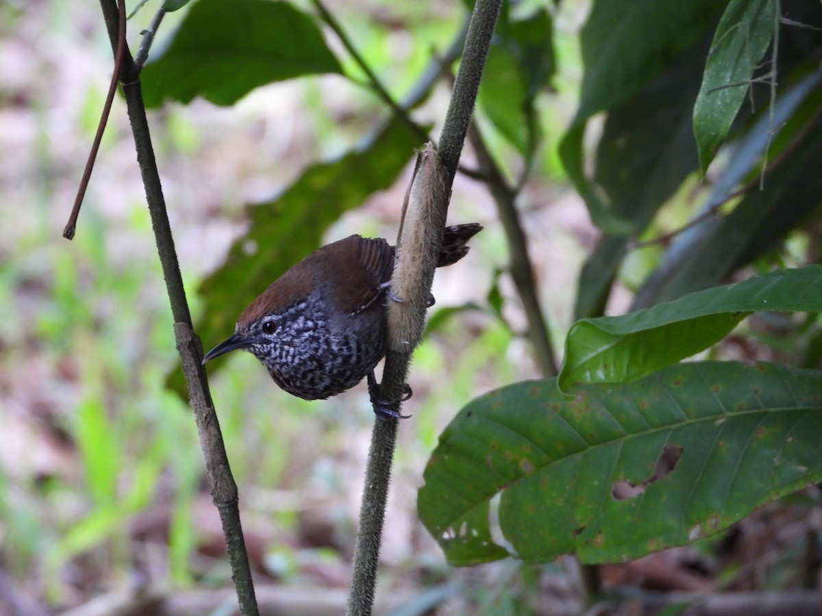 Speckle-breasted Wren - ML425748111