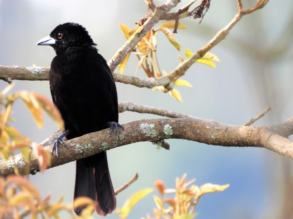 Flame-rumped Tanager - ML425748211