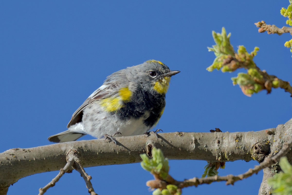Yellow-rumped Warbler (Audubon's) - ML425748641