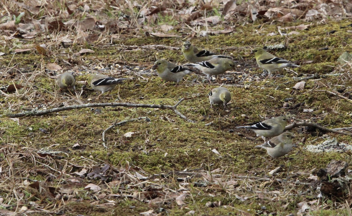 American Goldfinch - ML425748931