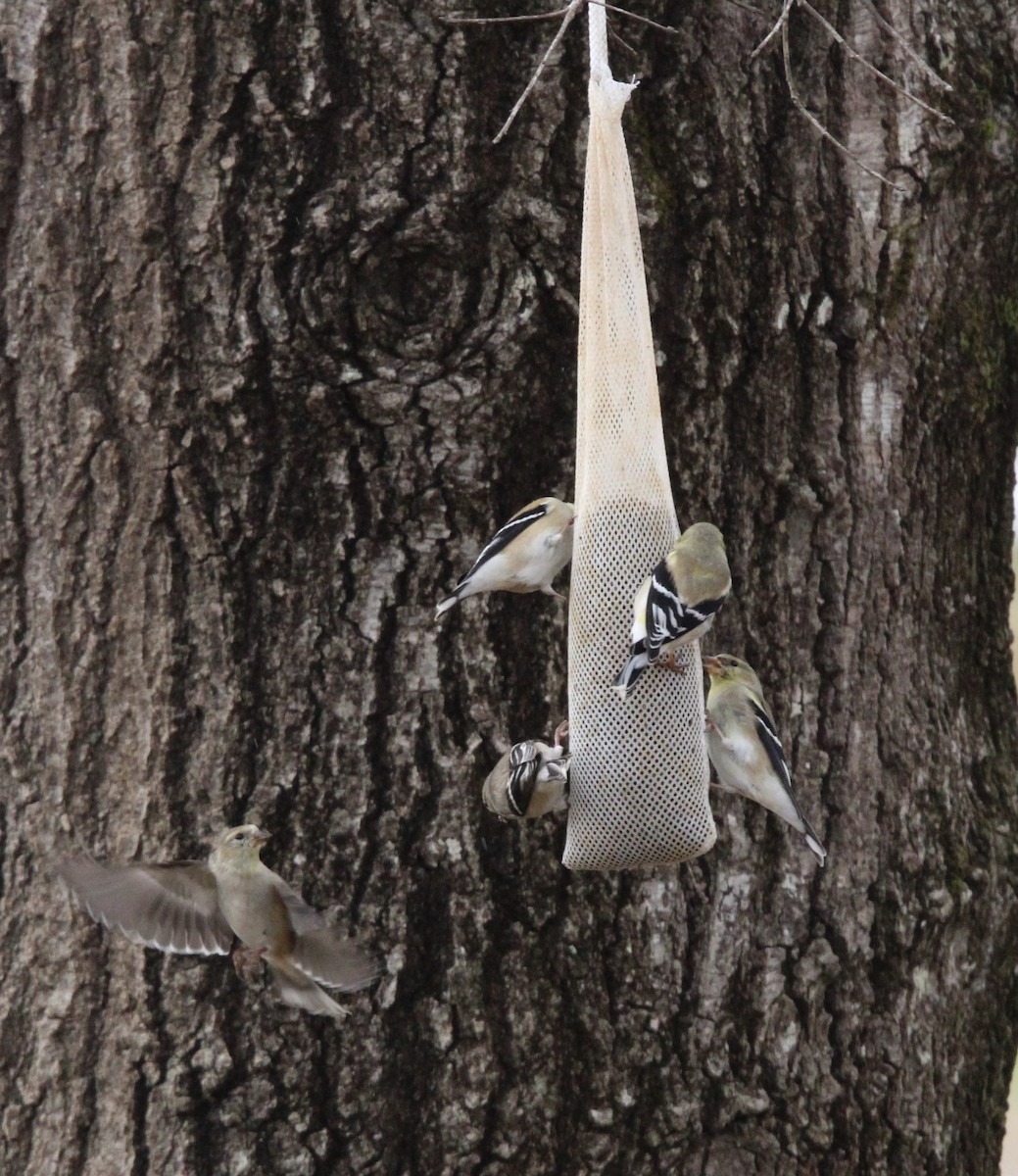 American Goldfinch - ML425748951