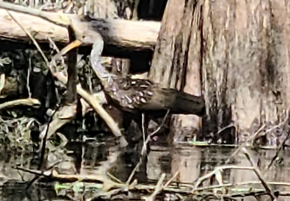 Limpkin - ML425749821