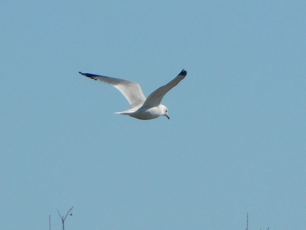 Ring-billed Gull - ML425750321
