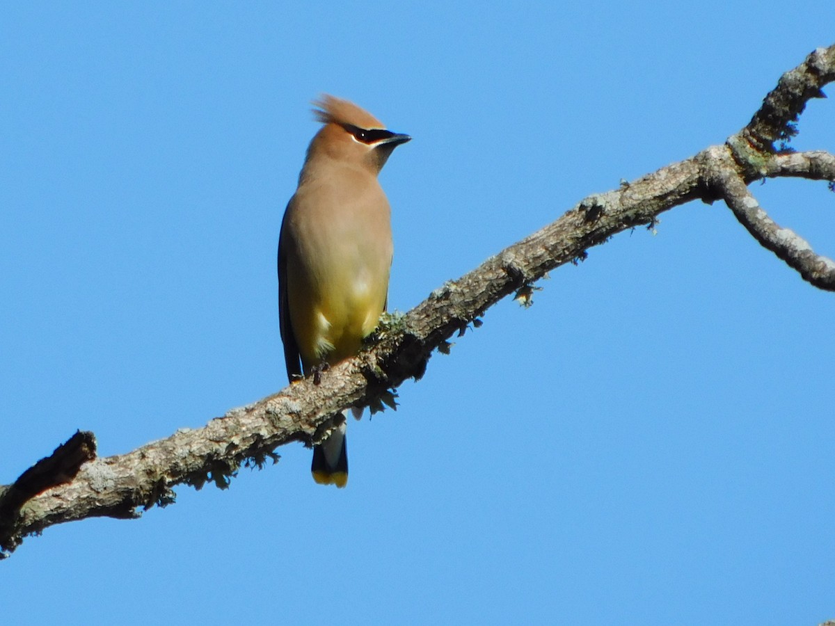 Cedar Waxwing - ML425750441