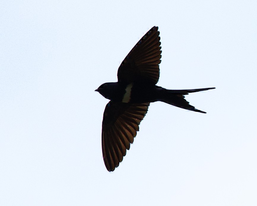 Golondrina Fajiblanca - ML425751181
