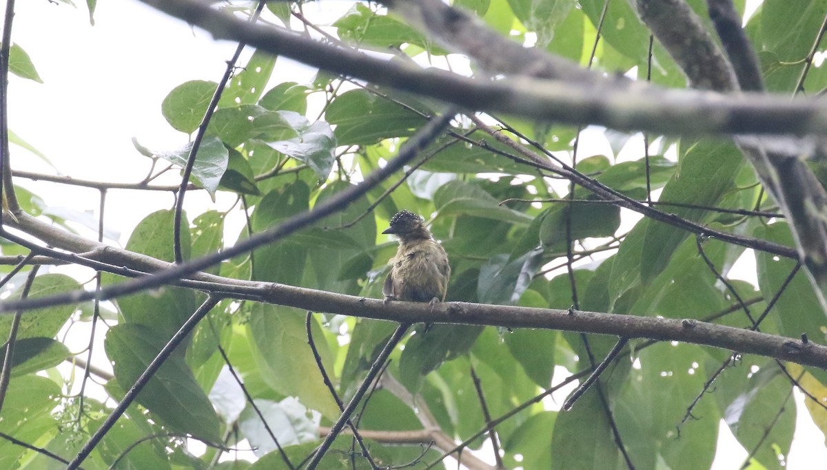 Olivaceous Piculet - ML425751831