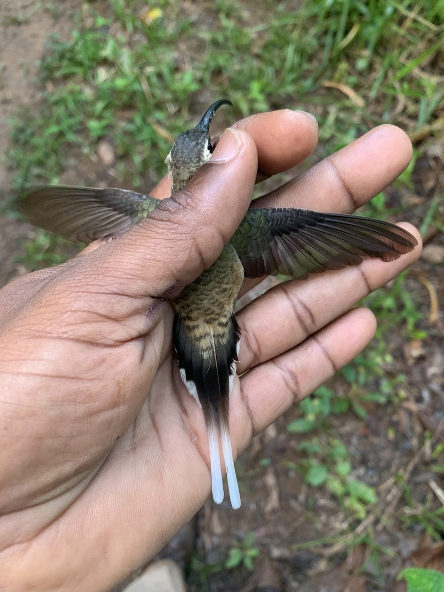 Long-billed Hermit (Central American) - ML425752131