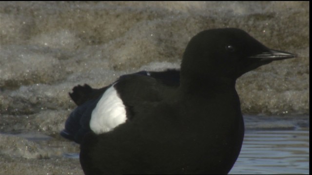 Black Guillemot - ML425757