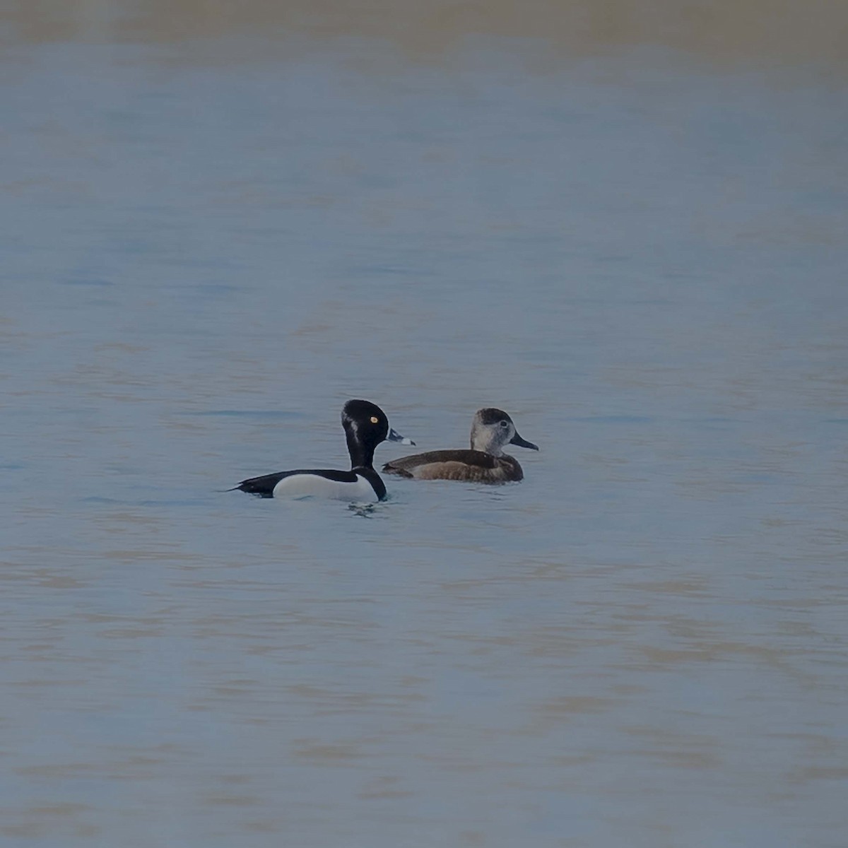 Ring-necked Duck - ML425757811