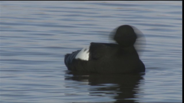 Guillemot à miroir - ML425759