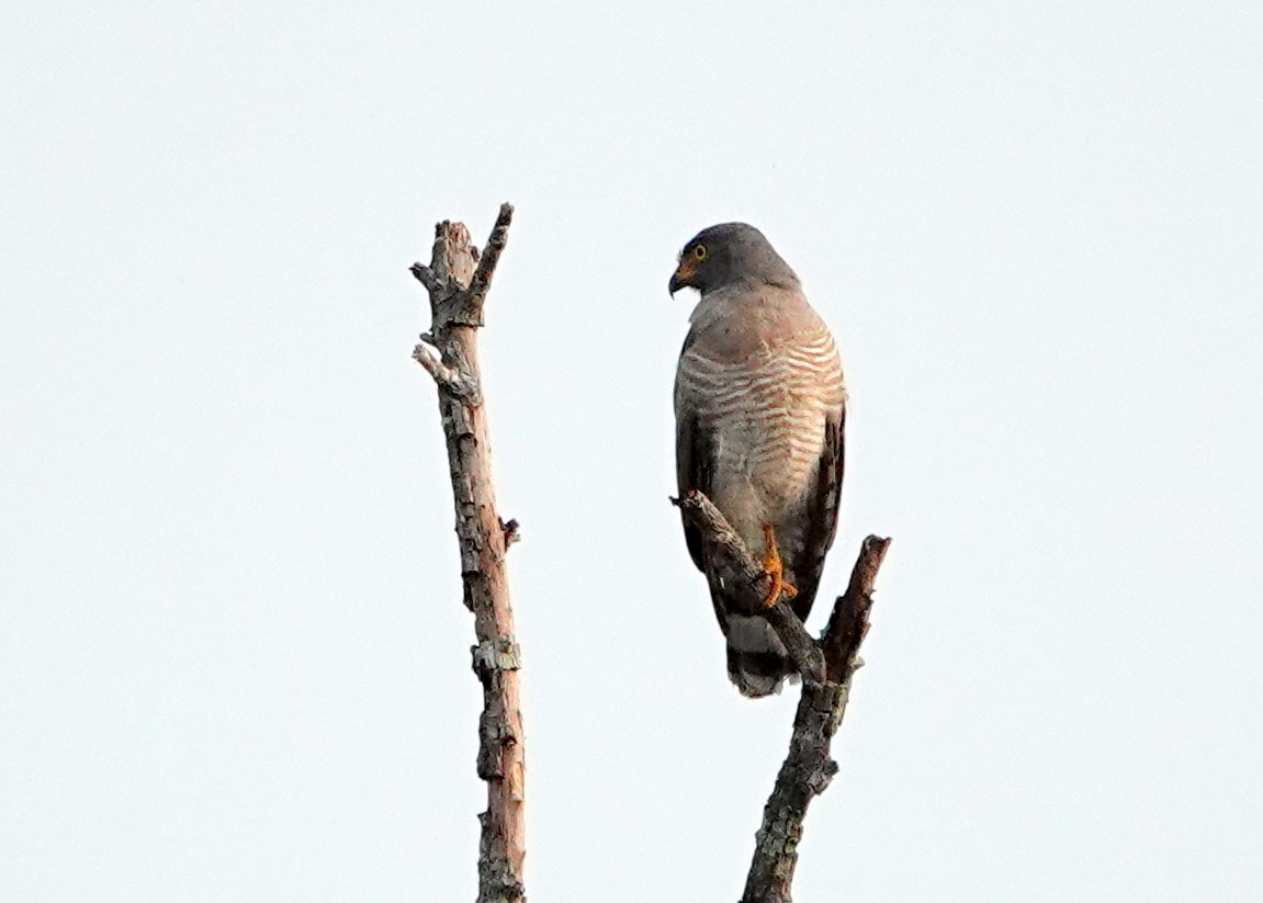 Roadside Hawk - ML425761981