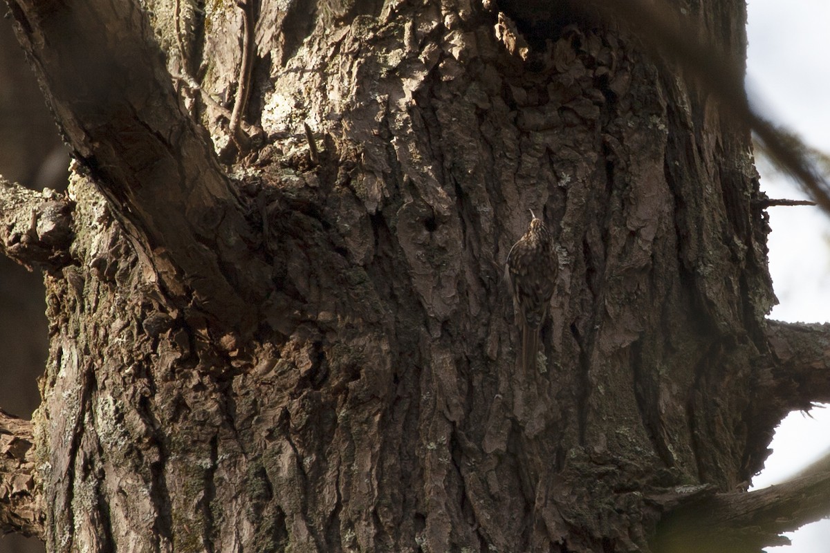 Brown Creeper - ML425762691