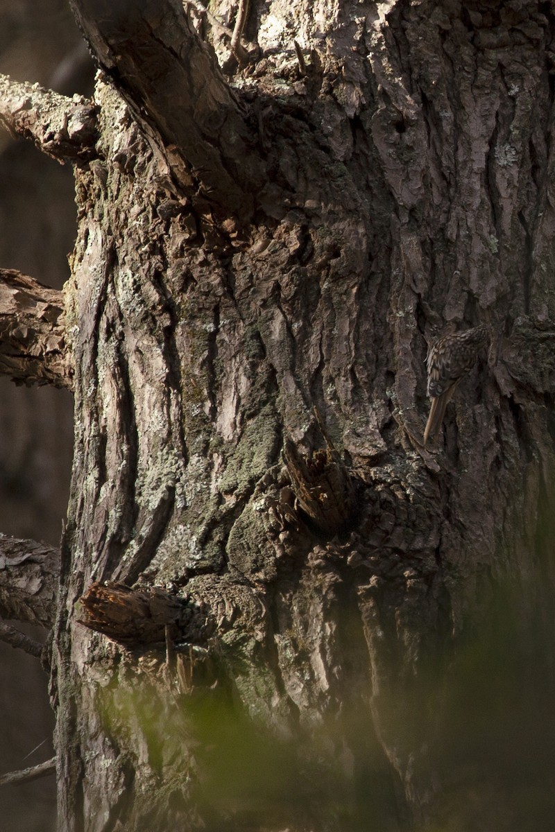 Brown Creeper - ML425762701
