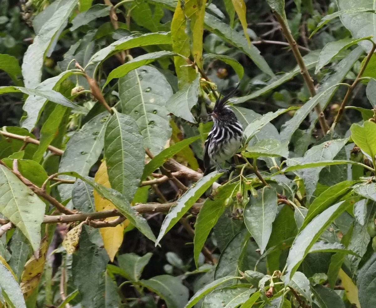 クロカンムリカラタイランチョウ - ML425765261