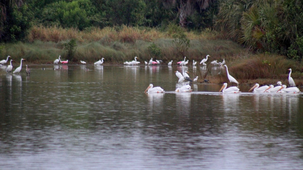 Great Egret - ML425765751