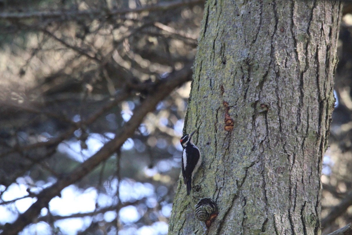 Hairy Woodpecker - ML425766661