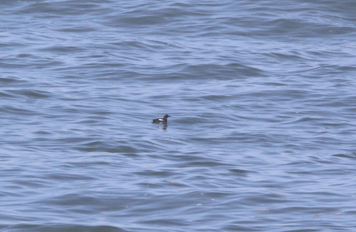 Pigeon Guillemot - ML425766831