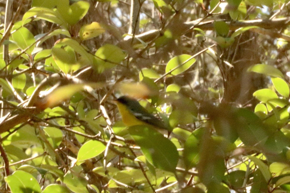 Tropical Parula - ML425766981