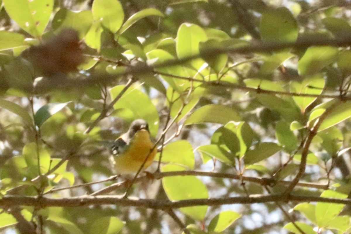 Tropical Parula - ML425767051