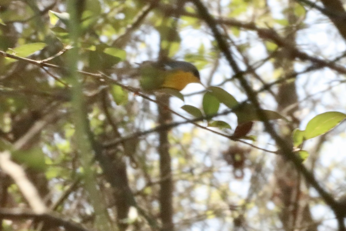 Tropical Parula - ML425767121