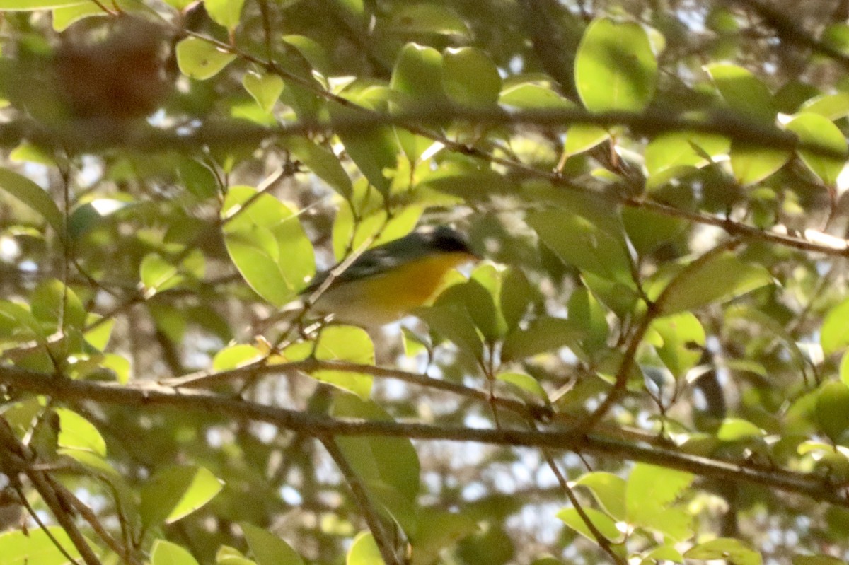 Tropical Parula - ML425767181