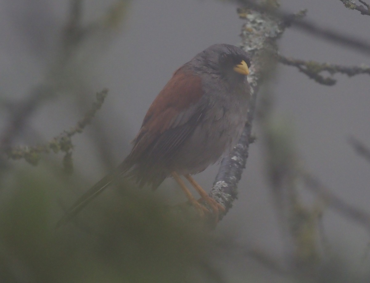 Rufous-backed Inca-Finch - ML425767241