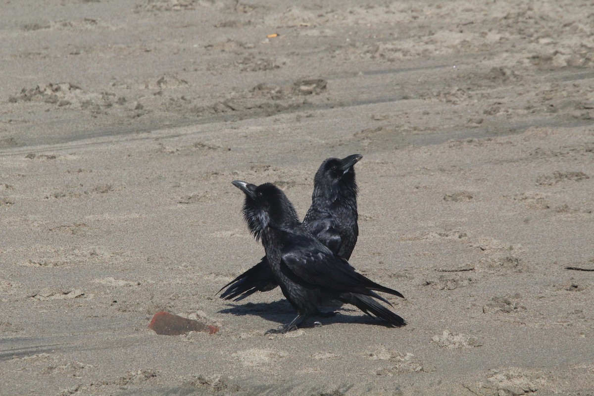 Common Raven - ML425767251