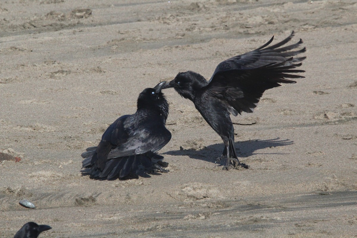 Common Raven - ML425767271