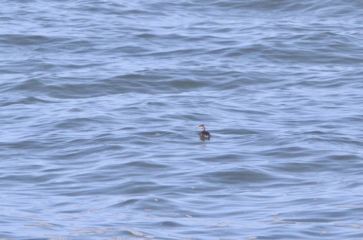 Red-necked Grebe - ML425767341