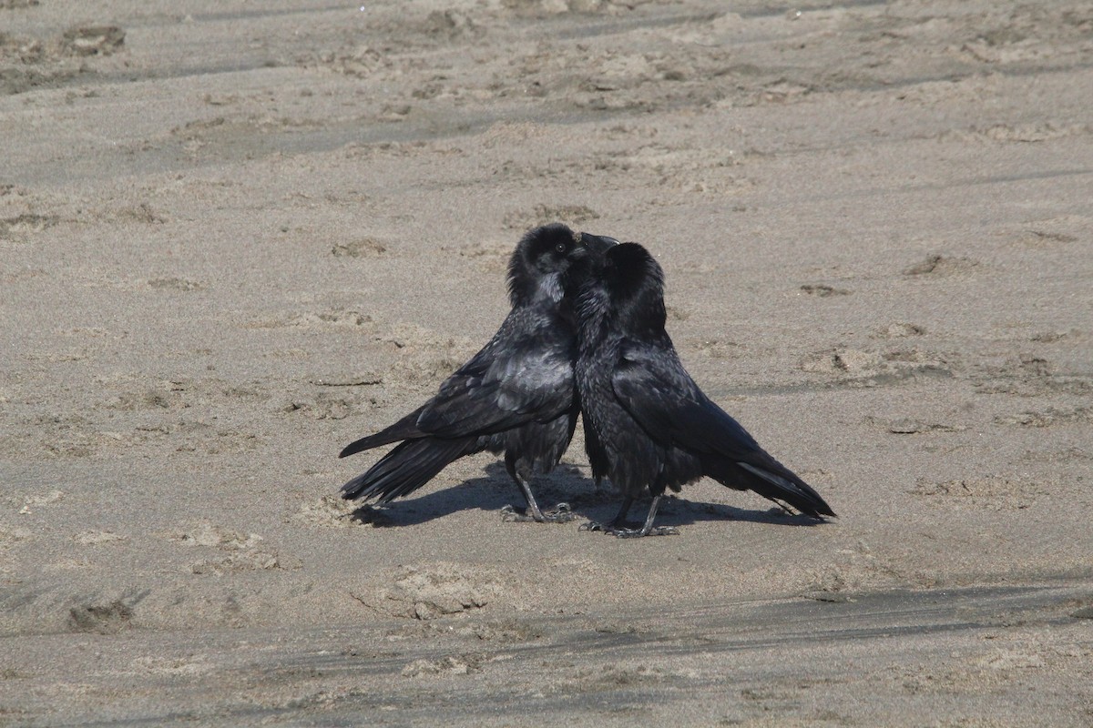 Common Raven - ML425767531