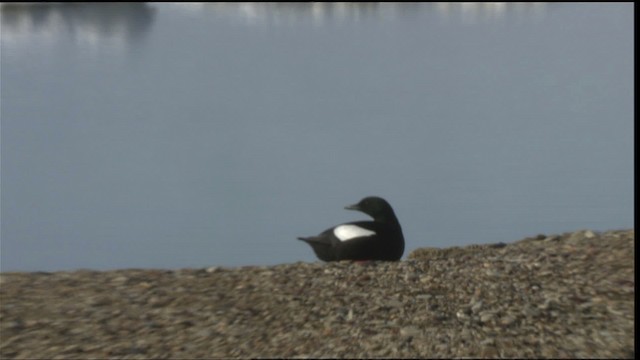 Black Guillemot - ML425768