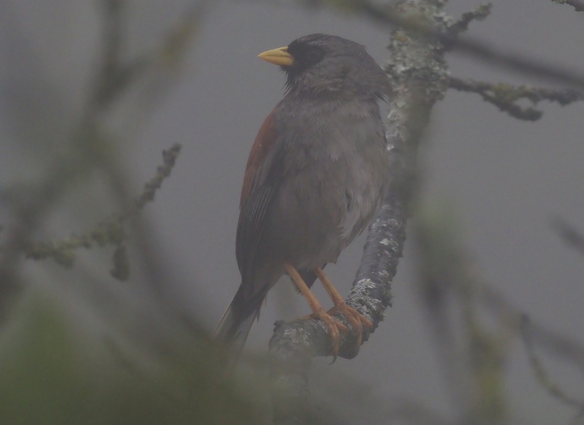 Rufous-backed Inca-Finch - ML425768001