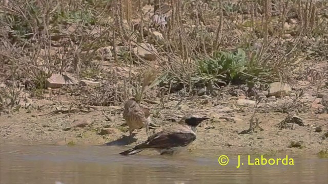 Western Black-eared Wheatear - ML425768121