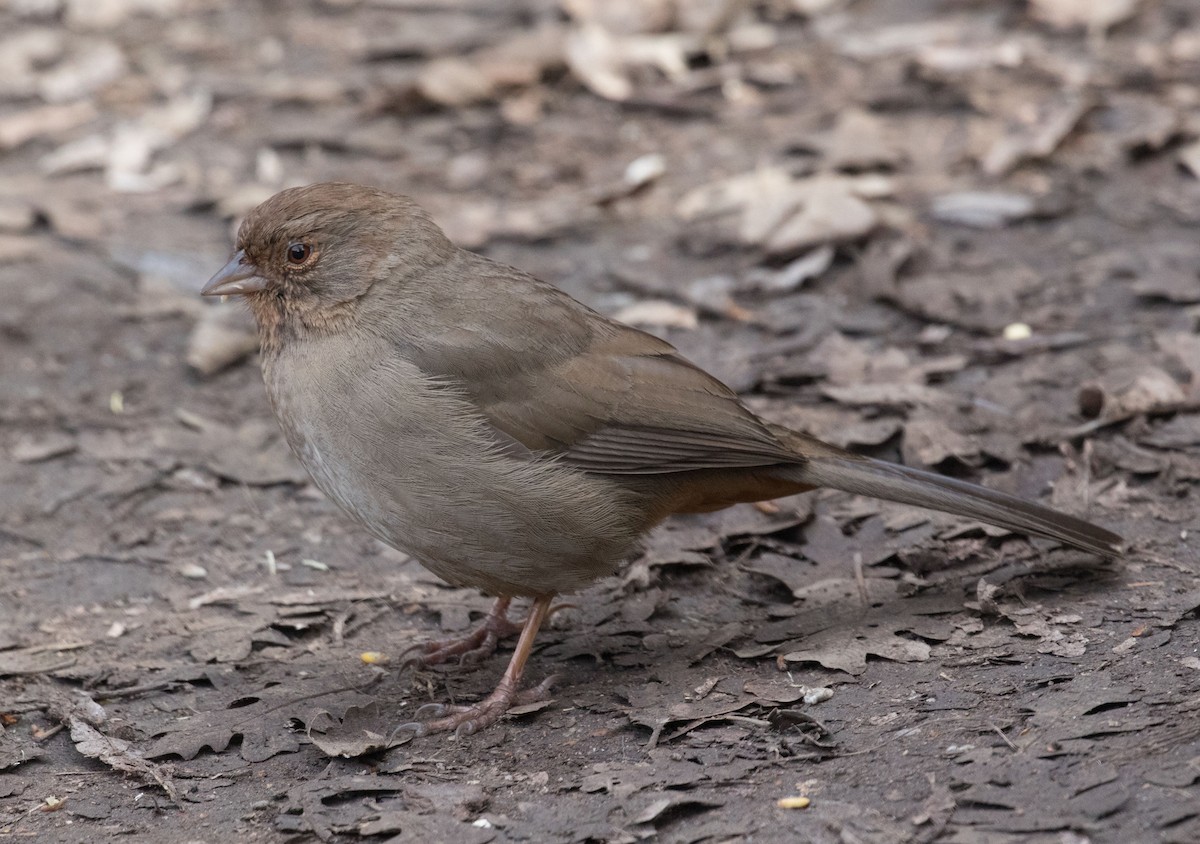 California Towhee - ML425768511