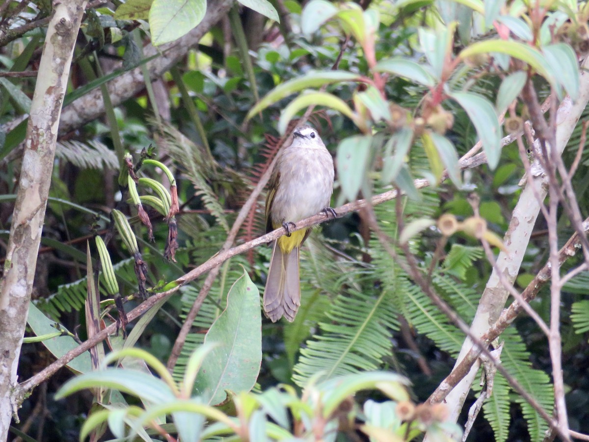 Pale-faced Bulbul - ML425768711