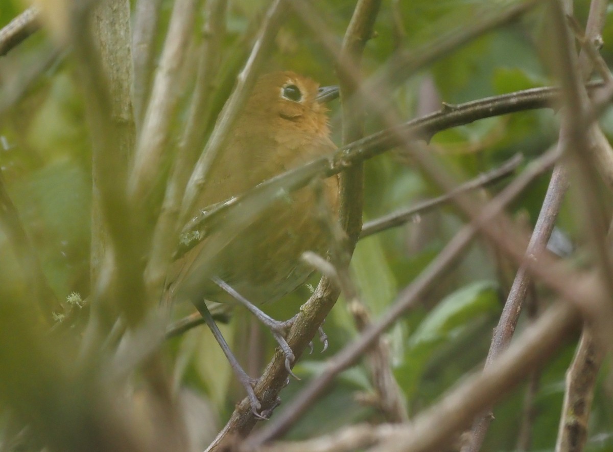 Cajamarca Antpitta - ML425768751