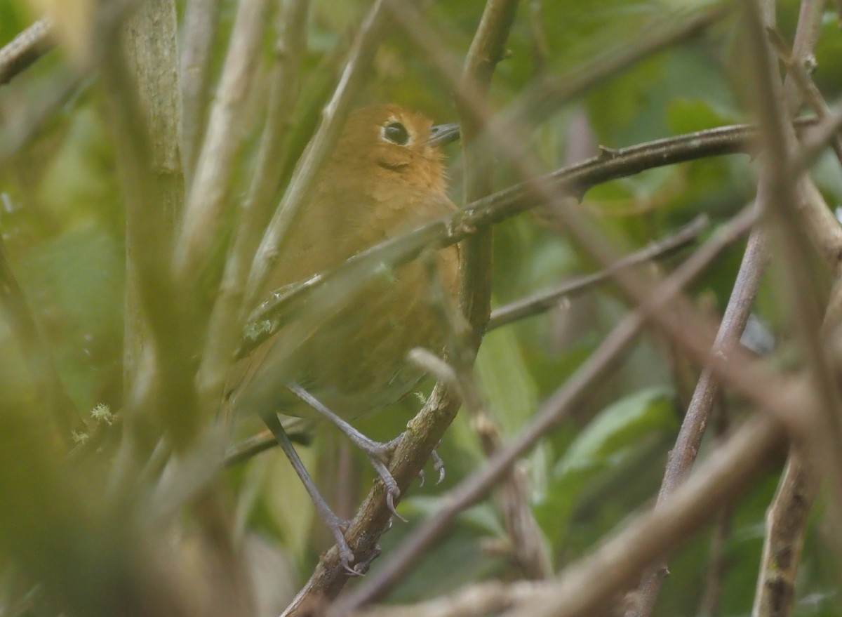 Cajamarca Antpitta - ML425768791