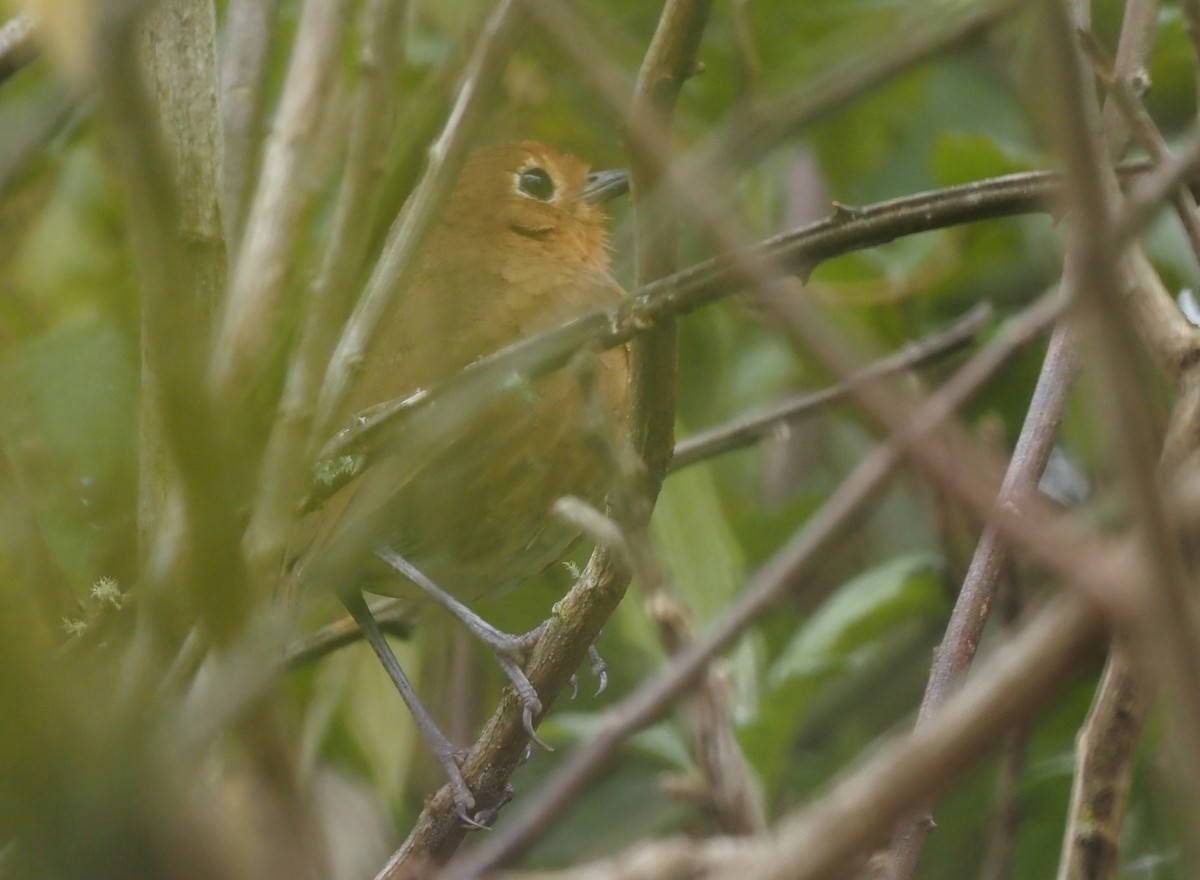 Cajamarca Antpitta - ML425768841