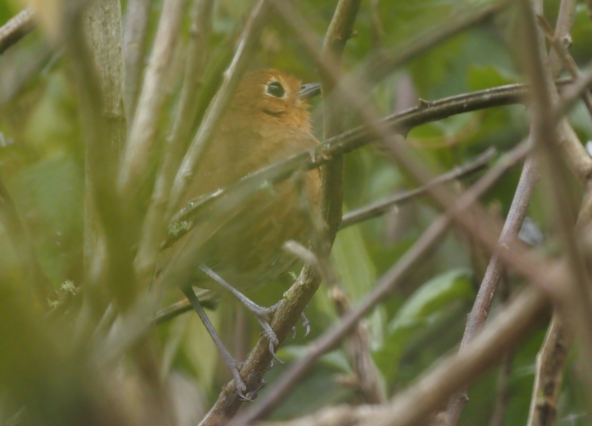 Cajamarca Antpitta - ML425768891